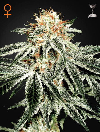 a picture of a marijuana plant with frost on it