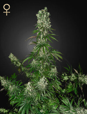 a marijuana plant with a female symbol in the background