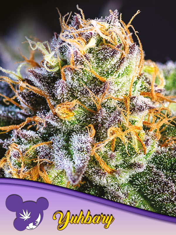 a close up of a marijuana plant with snow on it