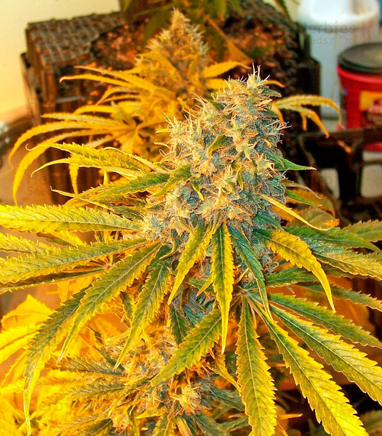 a close up of a plant in a room