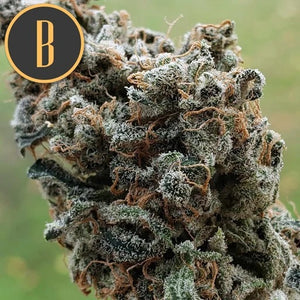 a close up of a marijuana plant with the letter b on it