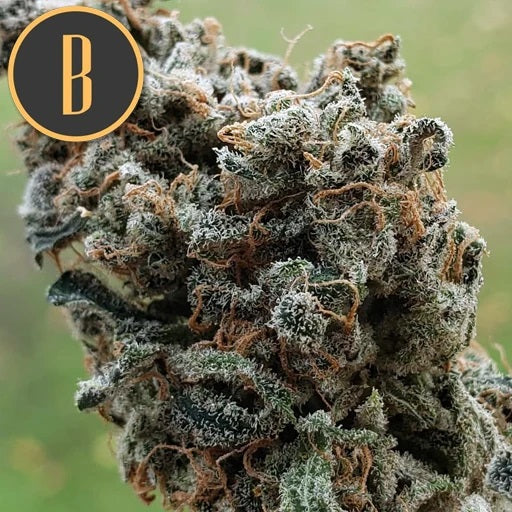 a close up of a marijuana plant with the letter b on it