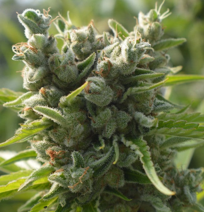 a close up of a plant with green leaves