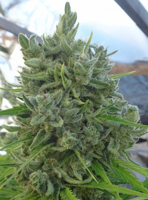 a close up of a plant in a greenhouse