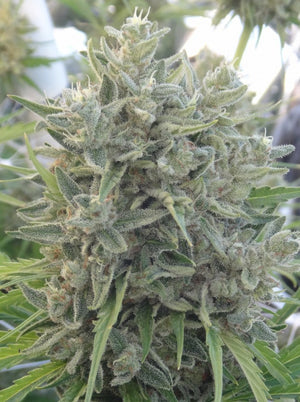 a close up of a plant in a field