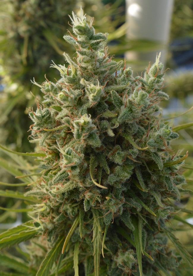 a close up of a plant in a field