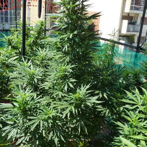 a large green plant sitting next to a pool