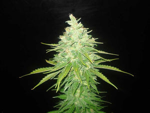 a close up of a plant on a black background