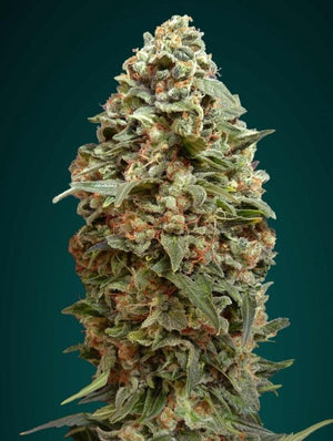 a close up of a marijuana plant