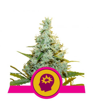 a cannabis plant with a pink ribbon around it