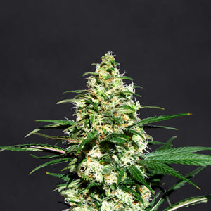 a close up of a plant on a black background