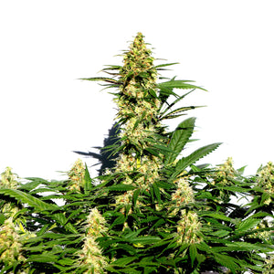 a large green plant with lots of leaves