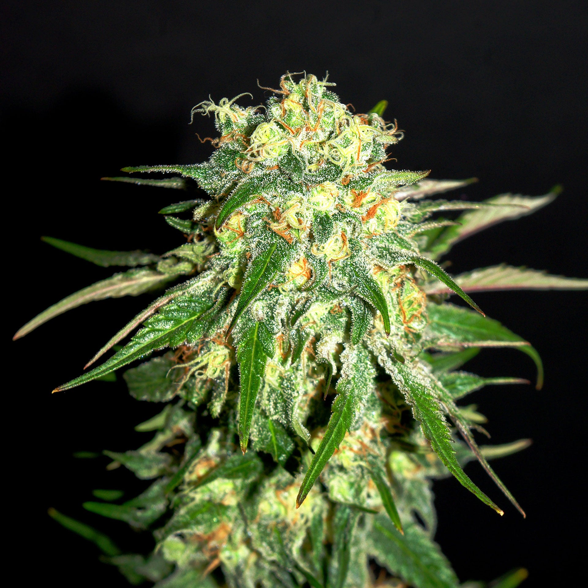 a close up of a plant on a black background