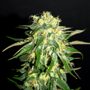 a close up of a plant on a black background