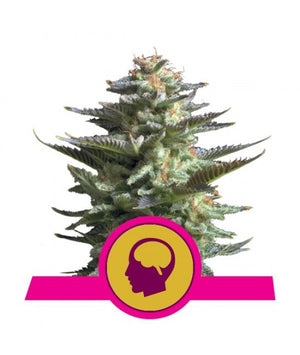 a cannabis plant with a pink ribbon around it