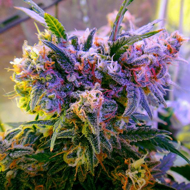a close up of a plant with a blurry background