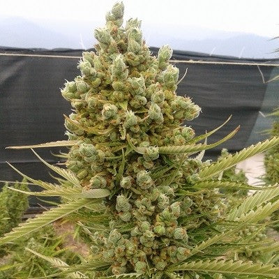 a close up of a plant in a field