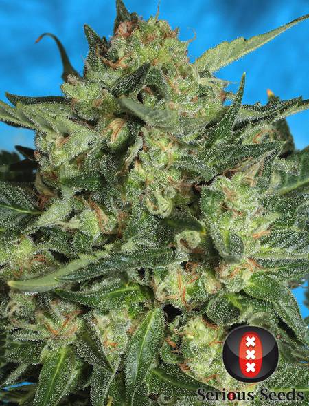 Serious seeds White Russian Auto Flowering Cannabis Seeds