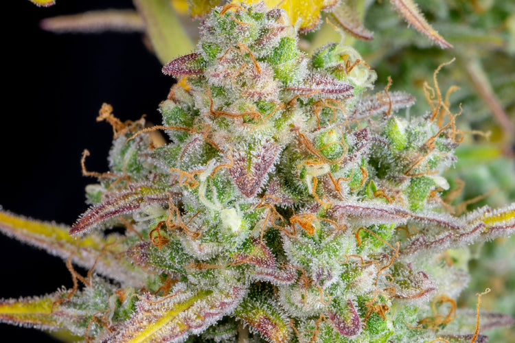 a close up of a green and yellow plant