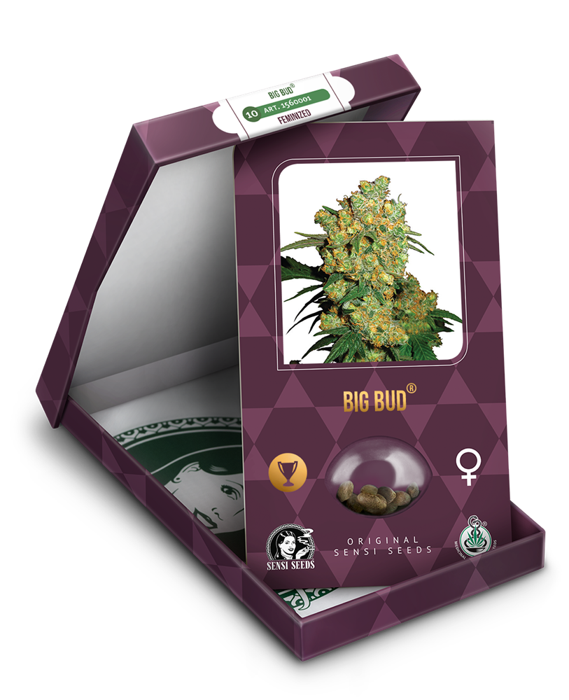 a box with a marijuana plant inside of it