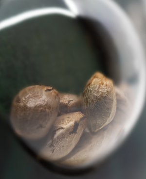 a close up of some nuts in a glass