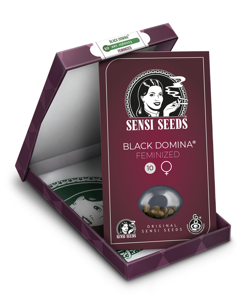 a box of black domina feminized seeds