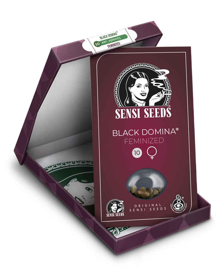 a box of black domina feminized seeds