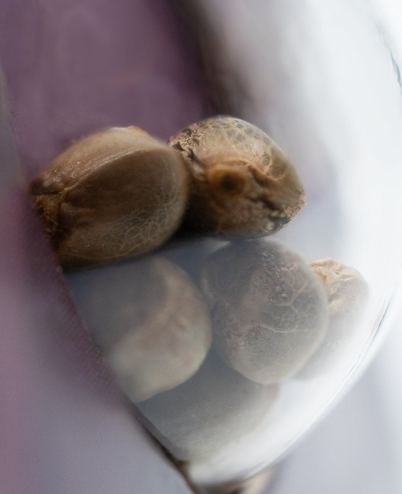 a close up of nuts in a blender