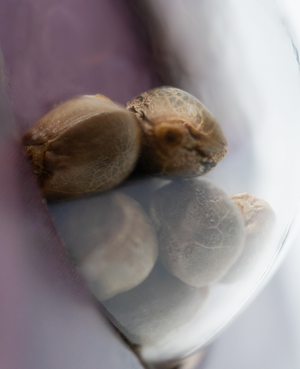 a close up of nuts in a blender