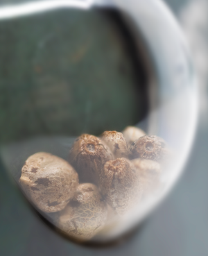a close up of a spoon with some food in it