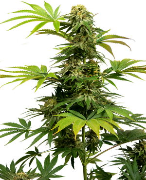 a close up of a marijuana plant on a black background