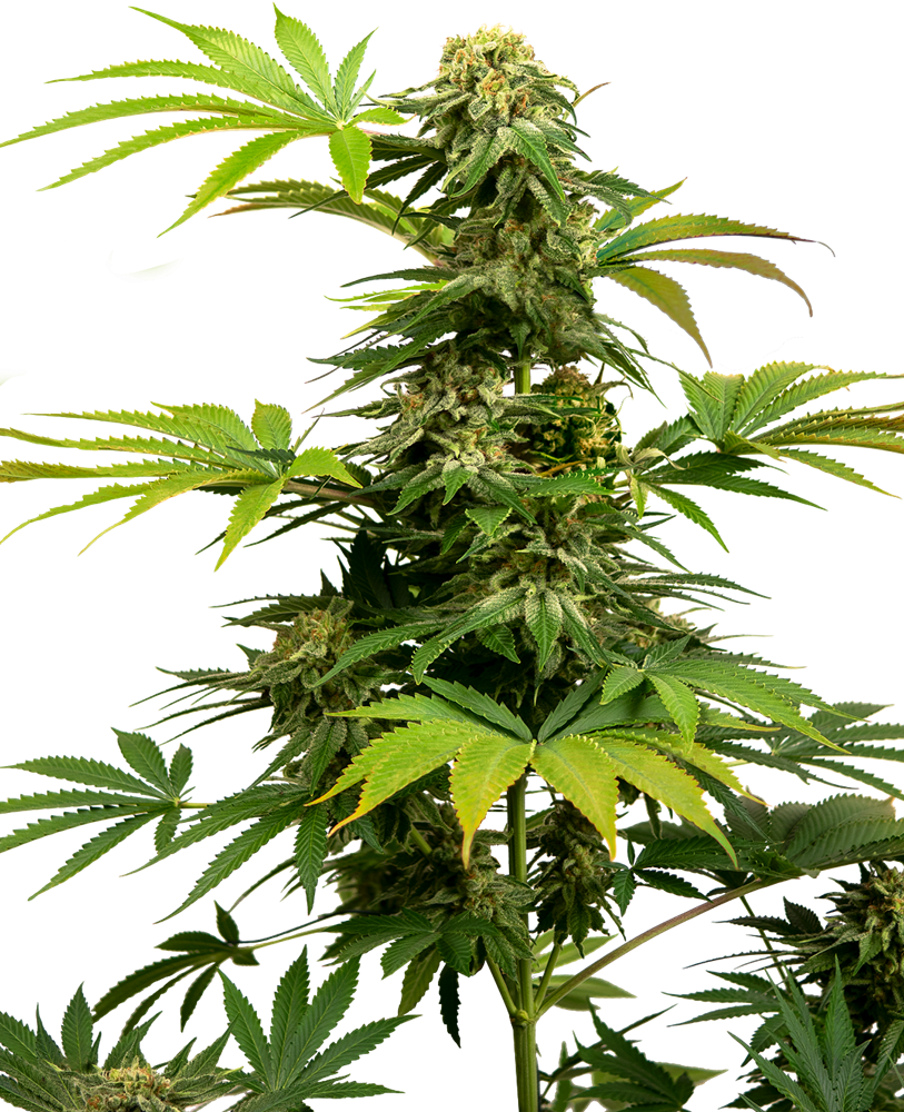 a close up of a marijuana plant on a black background