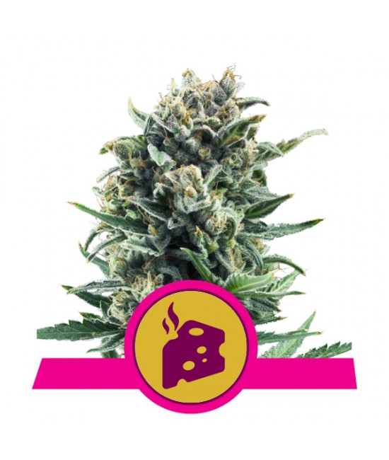 a cannabis plant with a pink ribbon around it