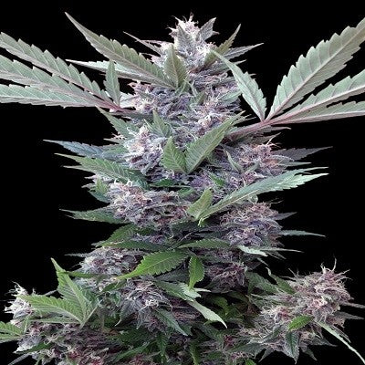 a close up of a plant on a black background