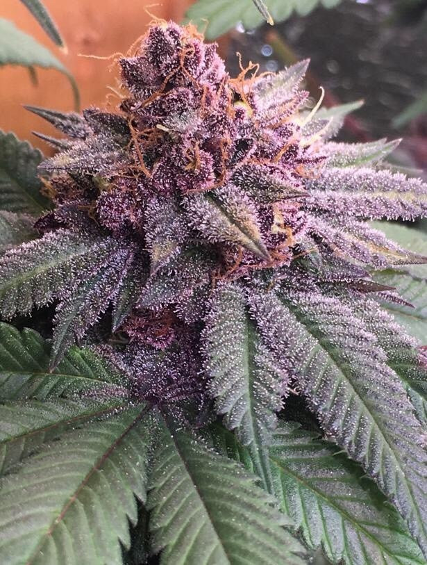 a close up of a purple flower on a plant