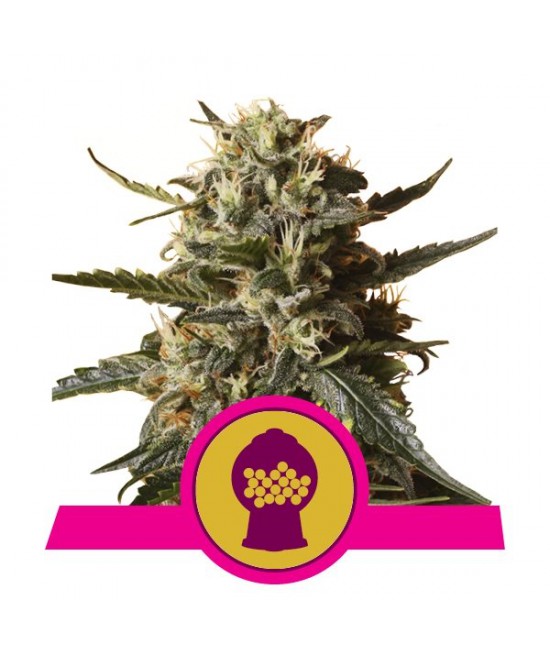 a cannabis plant with a pink ribbon around it