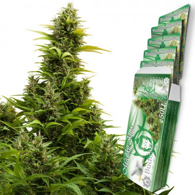 a marijuana plant with a pack of marijuana on top of it