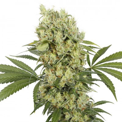 a marijuana plant with green leaves on a white background