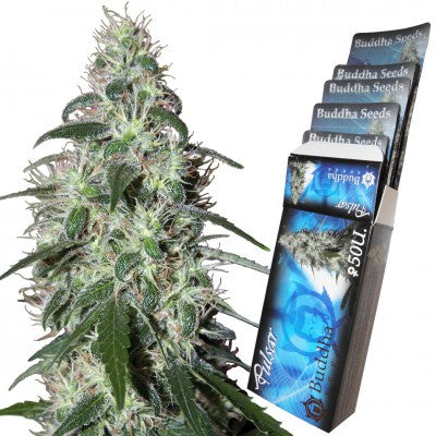 a marijuana plant is shown next to a package of budda seeds