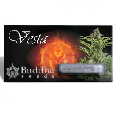a package of buddha seeds with a picture of a plant
