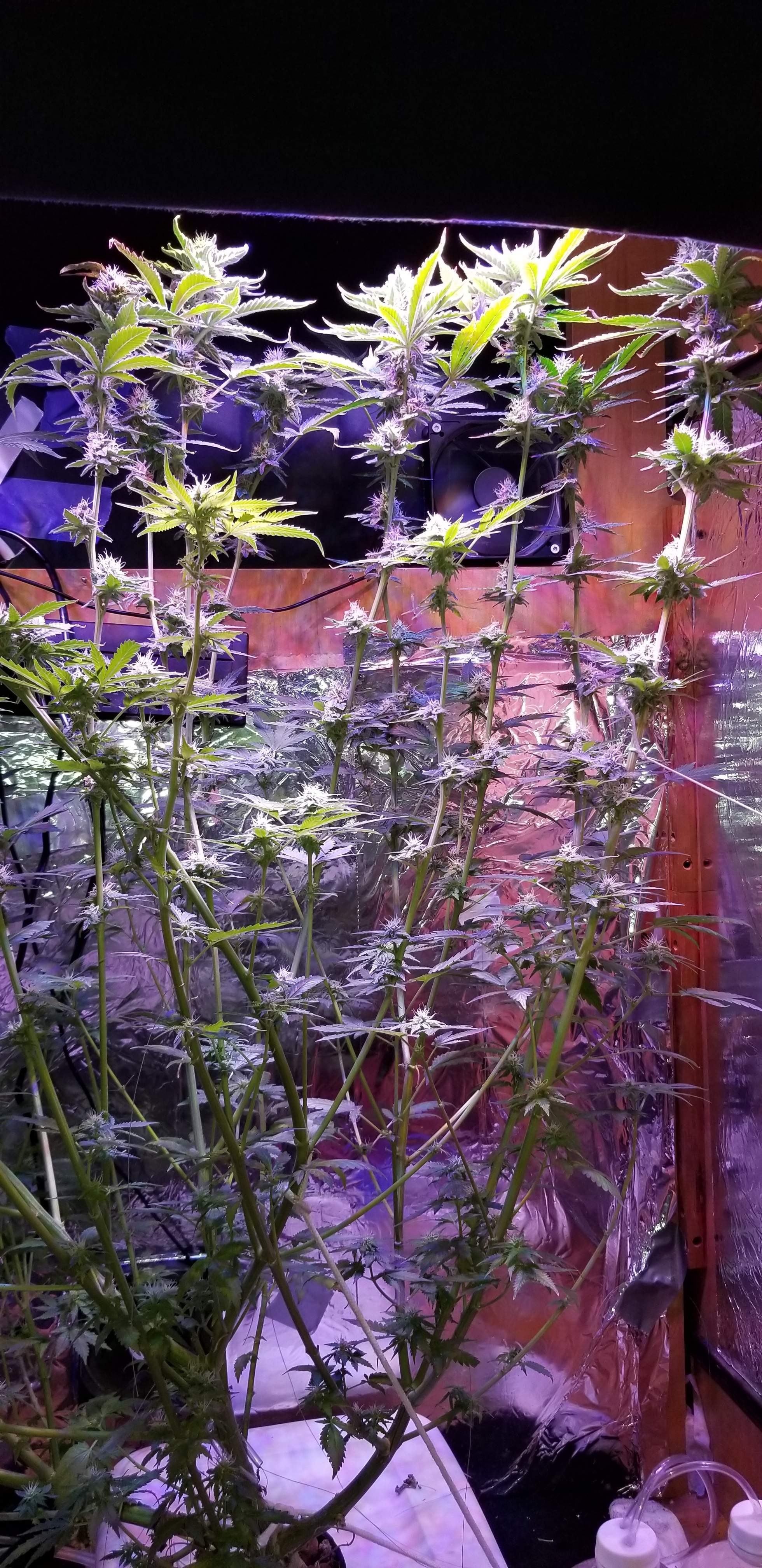 a bunch of plants that are in a vase