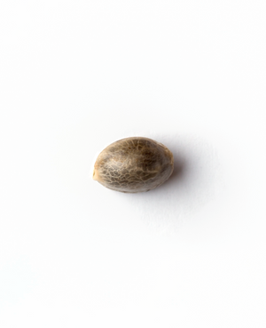 a nut is sitting on a white surface