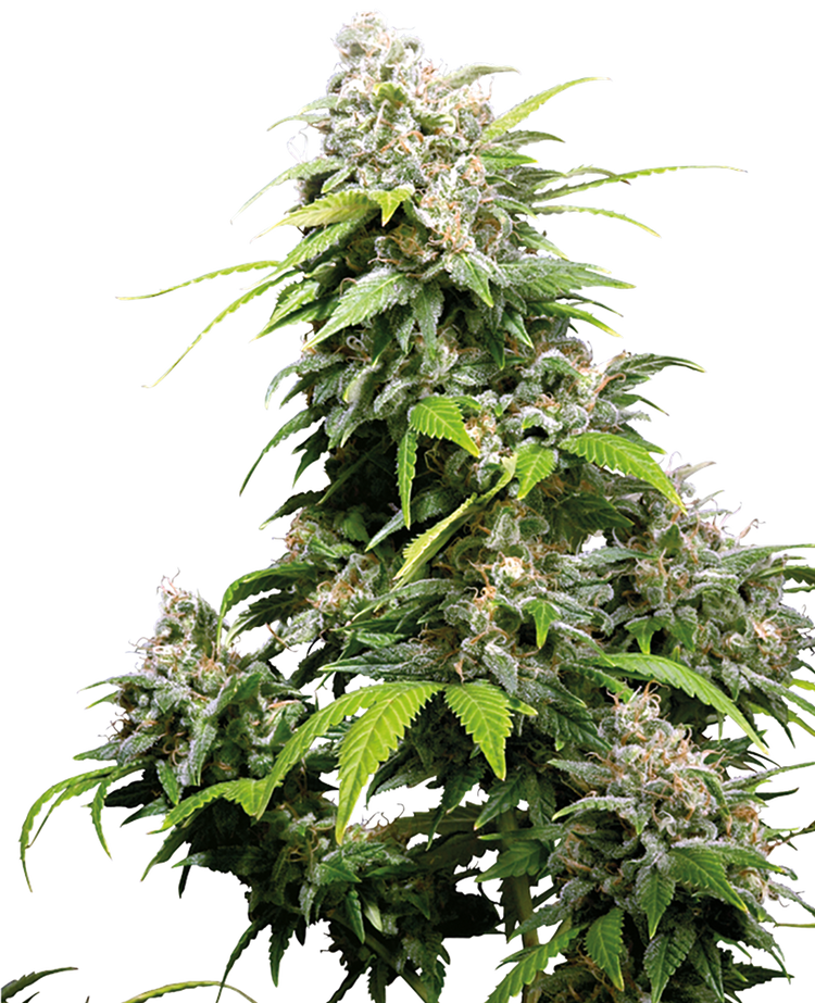 a large plant with lots of green leaves