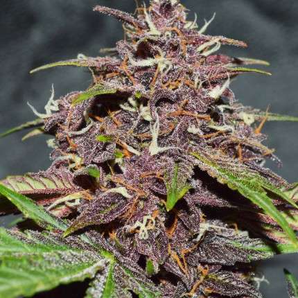 a close up of a purple flower on a plant