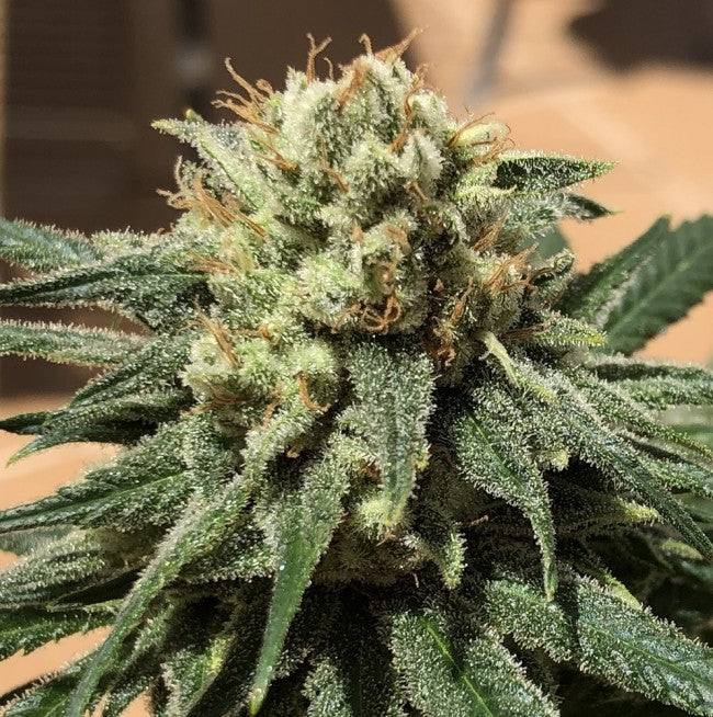 a close up of a marijuana plant on a table