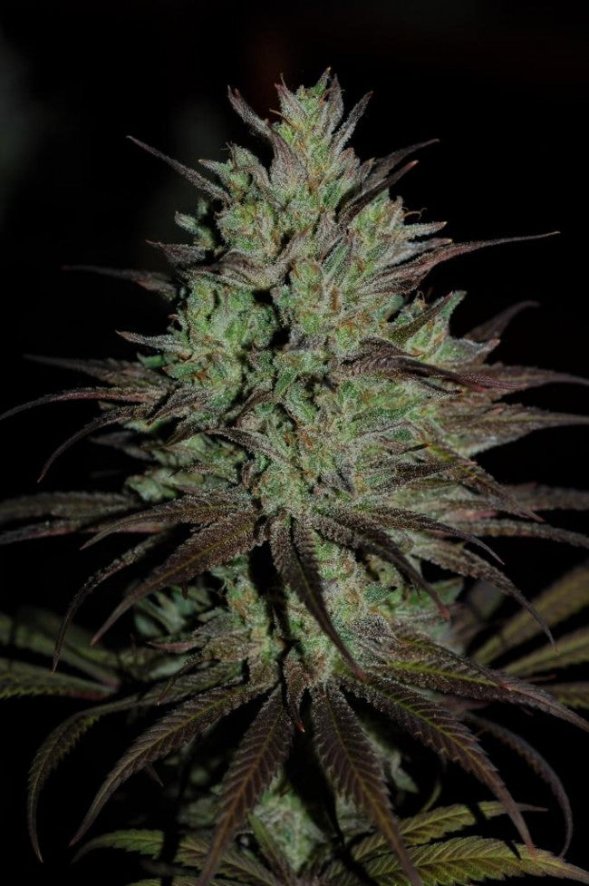 a close up of a plant with a dark background