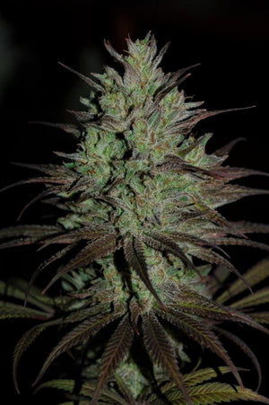 a close up of a plant with a dark background