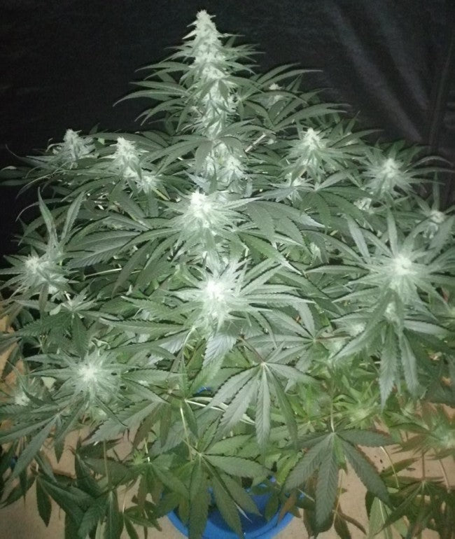 a potted plant with white flowers in it
