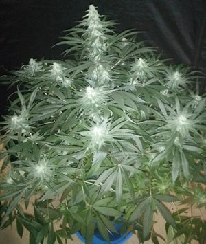 a potted plant with white flowers in it