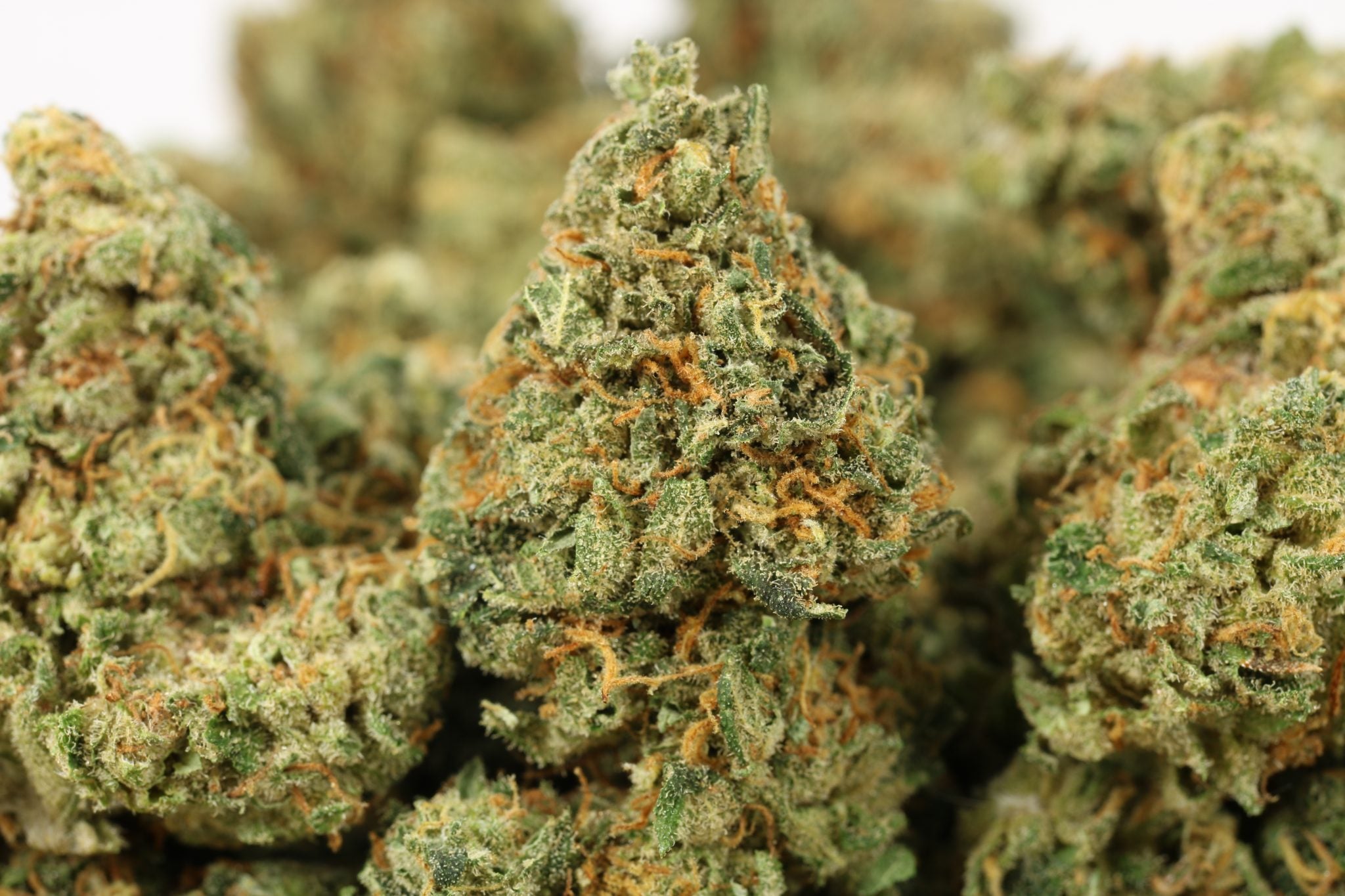 a close up of a bunch of weed